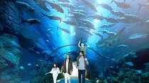 Dubai Mall Aquarium and Underwater Zoo Ticket