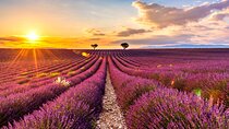 Visit the lavender fields, the Gorges du Verdon and Moustiers.