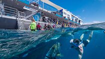 Snorkel & Dive the Reef: Sustainable, Scientific & Cultural Tour