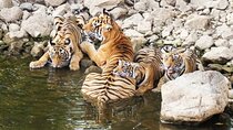 Private One Day Trip to Ranthambore Tiger Reserve from Jaipur