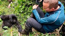 1 Day Rwanda Gorilla Trekking Tour In The Volcanoes National Park