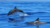 Setúbal Private Tour - Including Dolphin Watching