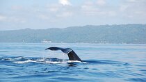 Whale Watching & Limón Waterfall Day Trip