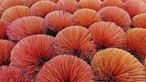 Private experience of visiting Quang Phu Cau incense village