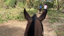 Nairobi Horseback Experience at Karura Forest
