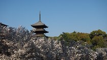 Kyoto's World Heritage Walking Tour from Kyoto st.