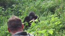 4-Day Gorilla & Chimpanzee Trekking Luxury Fly-in Tour in Uganda