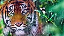 8 Day Delhi Agra Ranthambore Udaipur Jaipur Delhi Tour