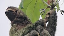 La Fortuna: Sloth Watching - 3 hours tour