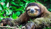 Private Tour to Monkey Island and Sloth Sanctuary in Gamboa