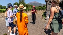 Private Pompeii Tour with Wine Tasting Experience