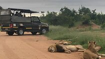 Experience Kruger National Park
