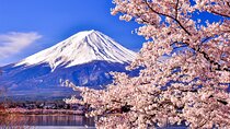 Mt. Fuji Cherry Blossom One Day Tour From Tokyo