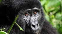 Gorilla Trekking Adventure - A Day trip (Only transfer)