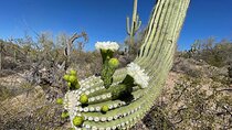 Saguaro National Park Guided Hikes