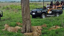Full-Day Safari Tour from Mikumi National Park of Zanzibar