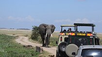  2-Day Amboseli Safari Witness Wildlife & Mt Kilimanjaro View 