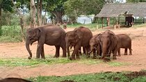 Full Day Tour to Udawalawe Safari and Ella
