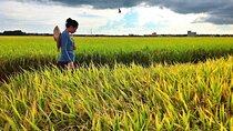 Sekinchan Paddy Field, Fishing Village & Kuala Selangor Fireflies Tour