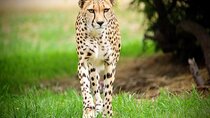 Cheetah Encounter at Werribee Open Range Zoo - excl. entry