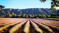 Full day Lavender tour from Avignon