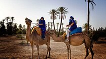1 Hour Camel Ride Tour In Marrakech Palm Grove