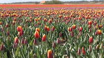 Noord Hollands Private Tulip Tour