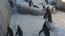 Small Group tour to Cape of Good Hope and Boulders Beach Penguin 