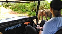 A Yala day tour from colombo ( All inclusive)