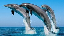 2 Hour Dolphin Watching Experience in Muscat