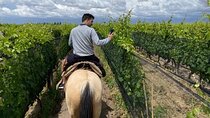 Domaine Bousquet Winery Tour with Horseback Riding and Lunch