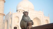 Delhi to Taj Mahal, Agra Fort & Kachpura Village Tour