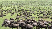  Wildebeest Migration in Masai Mara and Sightseeing 4 Days Tour