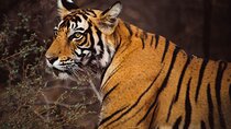 6 Days Golden Triangle Tour with Ranthambore Delhi Agra Jaipur