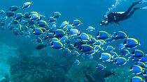 Scuba Diving or Snorkeling with Lunch and Beverages from Hurghada