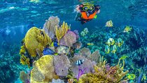 Half Day Guided Snorkeling Adventure Tour from Riviera Maya