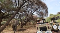 From Arusha: Day Trip to Lake Manyara National Park