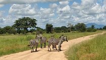 2 Days Private Tour in Mikumi National Park from Dar Es Salaam