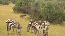 2 Day Lake Mburo National Park Wildlife safari