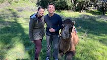 3 Hour Camel Trek into the Forest and Ranch in California