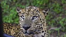 Full day / Half Day WildlifeAdventure in Yala-National-Park
