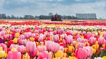 Private Keukenhof Gardens and Tulip Fields Tour from Amsterdam