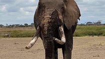 3 Days Safari Amboseli National Park from Nairobi