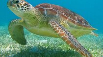 Private Snorkeling Tour with Turtles Tulum Temples and Cenote