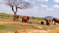 3 Days safari Tsavo West and Tsavo East