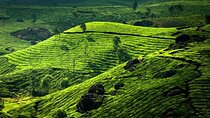 kochi to munnar A Private guided fullday tour with hotel pickup