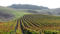 Wine Country Van Tour in Santa Ynez Valley