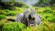 8 Day Tanzania Adventure Safari Private Tour