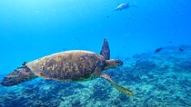 Deluxe Turtle Snorkeling Escapade at Waikiki