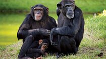  Day Tour Ol Pejeta Conservancy and Chimpanzee Sanctuary 